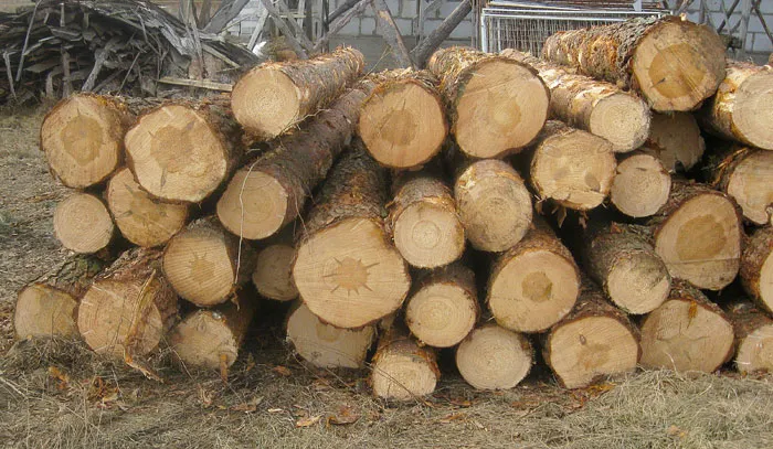 Нарушитель вырубил более пятидесяти деревьев в Налибокском заказнике. фото
